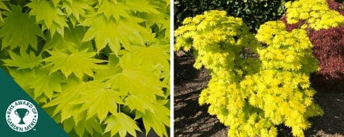 BUY ACER SHIRAWASANUM AUREUM TREES AND SHRUBS