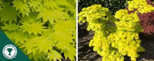 BUY ACER SHIRAWASANUM AUREUM TREES AND SHRUBS