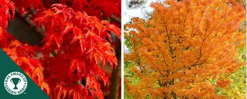 BUY ACER PALMATUM SHISHIGASHIRA SHRUBS