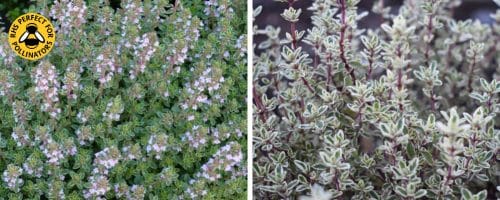 BUY THYMUS SILVER POSIE GROUND COVER PLANTS