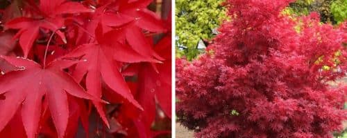 BUY ACER PALMATUM SKEETERS BROOM SHRUBS AND TREES
