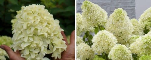 HYDRANGEA PANICULATA SKYFALL HEDGING PLANTS AND SHRUBS