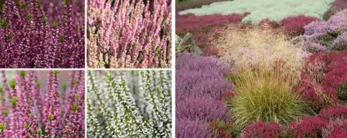 BUY SUMMER FLOWERING HEATHERS CALLUNA VULGARIS
