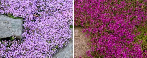 BUY THYMUS GROUND COVER PLANTS