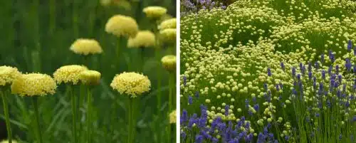 SANTOLINA VIRENS HEDGING PLANTS AND SHRUBS