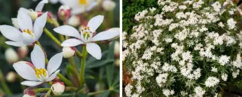 CHOISYA WHITE DAZZLER HEDGING PLANTS AND SHRUBS