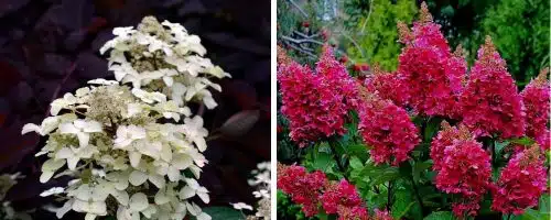 HYDRANGEA PANICULATA WIMS RED HEDGING PLANTS AND SHRUBS