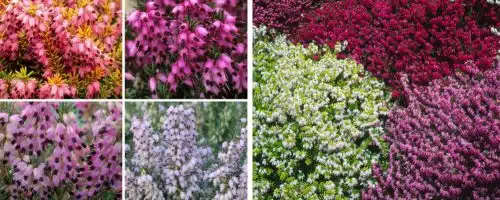BUY WINTER FLOWERING HEATHER PLANTS ERICA X DARLEYENSIS