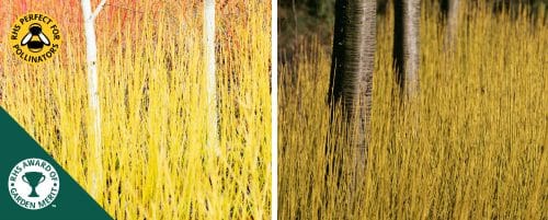 YELLOW STEMMED DOGWOOD HEDGING PLANTS AND SHRUBS