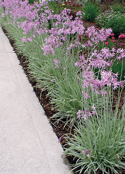 TULBAGHIA VIOLACEA SILVER LACE GRASS PLANTS EDGING A PATH IN FLOWER