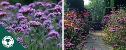 BUY VERBENA BONARIENSIS GROUND COVER PLANTS AND PERENNIALS