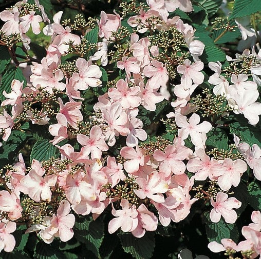 Viburnum plicatum Pink Beauty - Japanese Snowball Bush - Hopes Grove