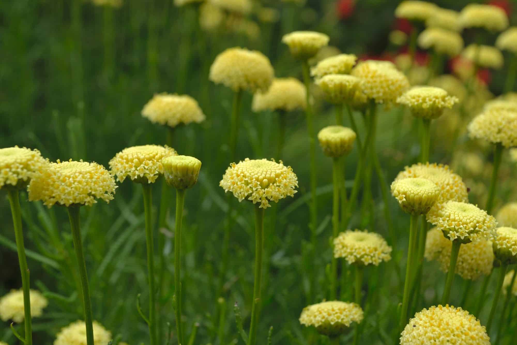 Buy Cotton Lavender (Santolina Chamaecyparissus) Hedges & Shrubs Hopes Grove