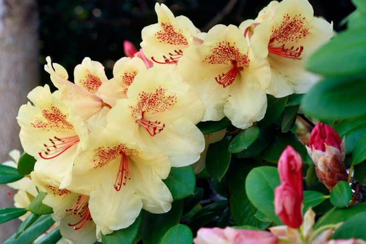 RHODODENDRON SHRUB COLLECTION