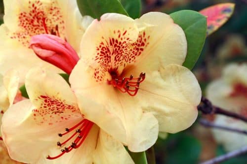 CLOSE UP YELLOW AND RED FLOWERS OF HYBRID RHODODENDRON VISCY PLANT