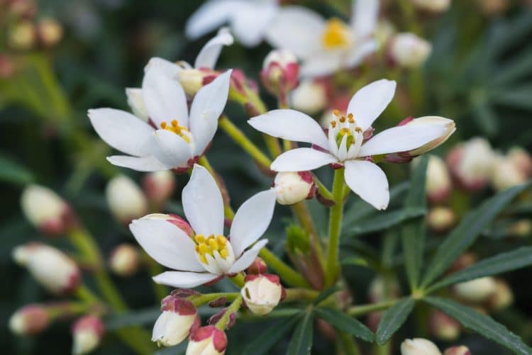 CHOISYA HEDGE FLOWER DETAIL