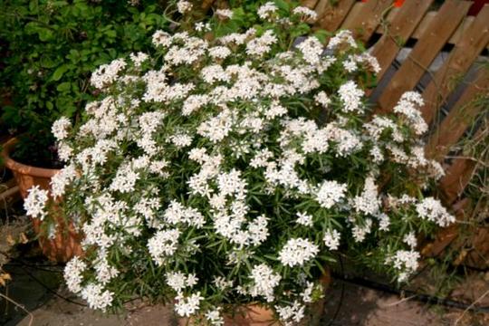 CHOISYA SHRUB IN FLOWER
