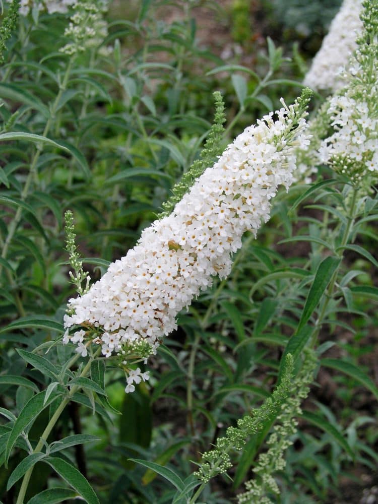 SINGLE FLOWER ON BUDDLEJA DAVIDII WHITE PROFUSION