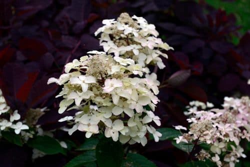 YOUNG WHITE FLOWER HEAD OF HYDRANGEA PANICULATA WIMS RED