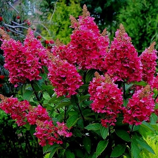 WHITE FLOWER HEADS TURN RED WITH AGE ON HYDRANGEA PANICULATA WIMS RED SHRUBS