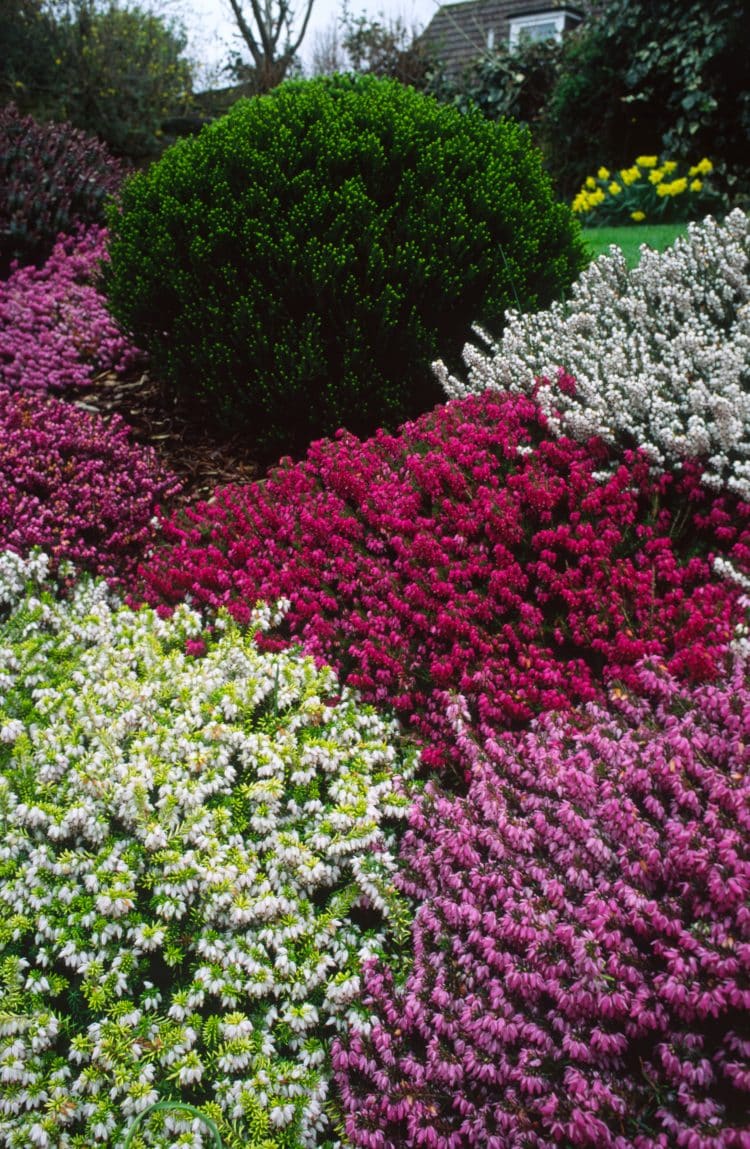 Winter Flowering Heathers Erica x Darleyensis Plants Winter Flowering Heathers Erica x Darleyensis Plants