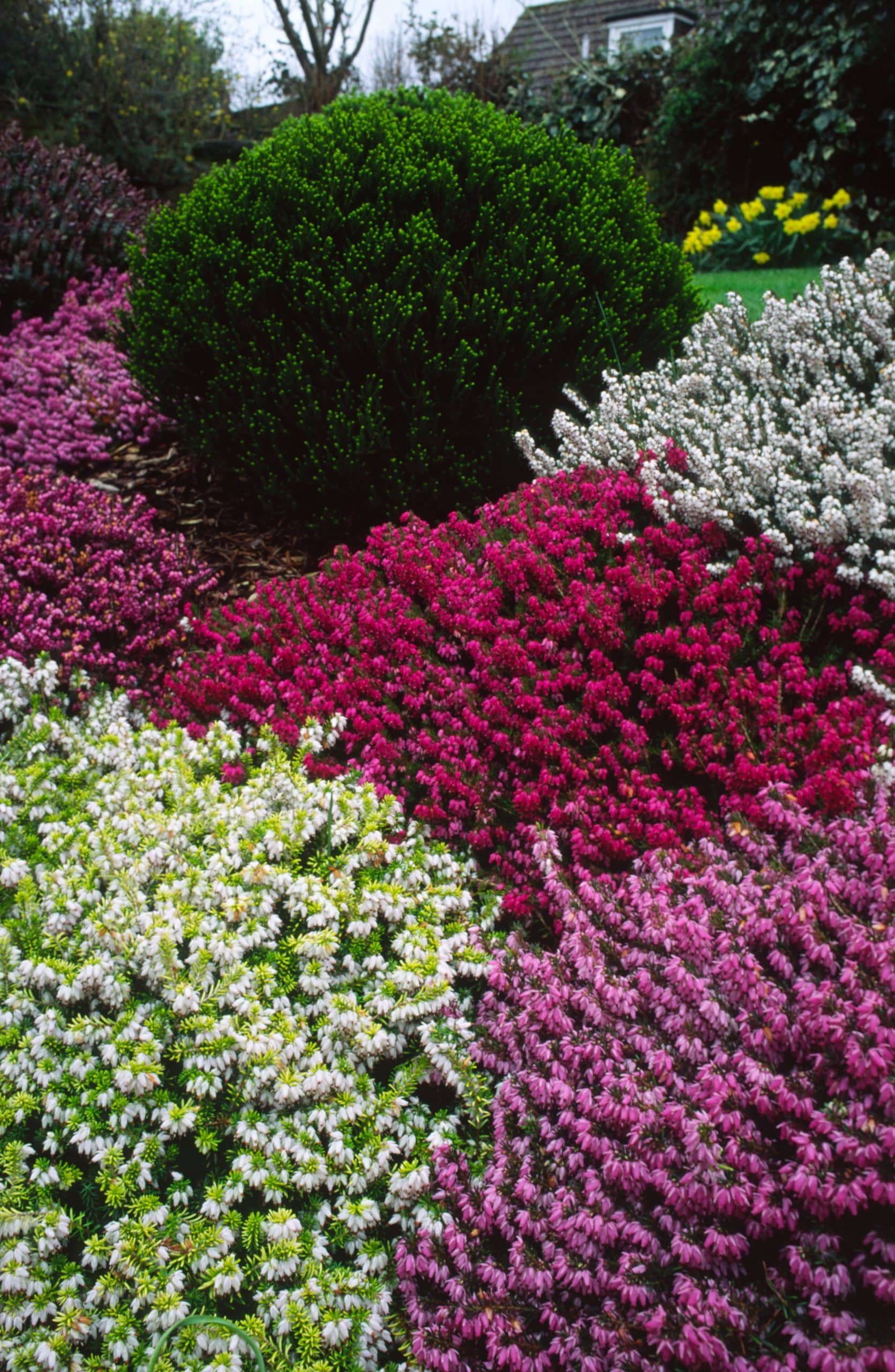 Winter Flowering Heathers Erica x Darleyensis Plants Hopes Grove