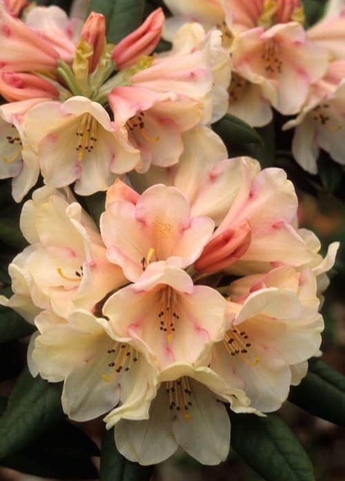YAKUSHIMANUM RHODODENDRON PLANTS CLOSE UP OF FLOWERS