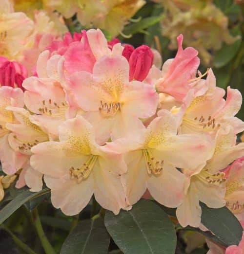 RHODODENDRON YAKUSHIMANUM PERCY WISEMAN PLANTS IN FLOWER