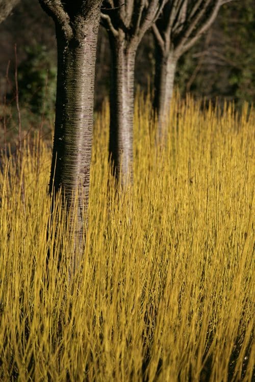 LARGE GROUP OF YELLOW STEMMED DOGWOODS IN WINTER