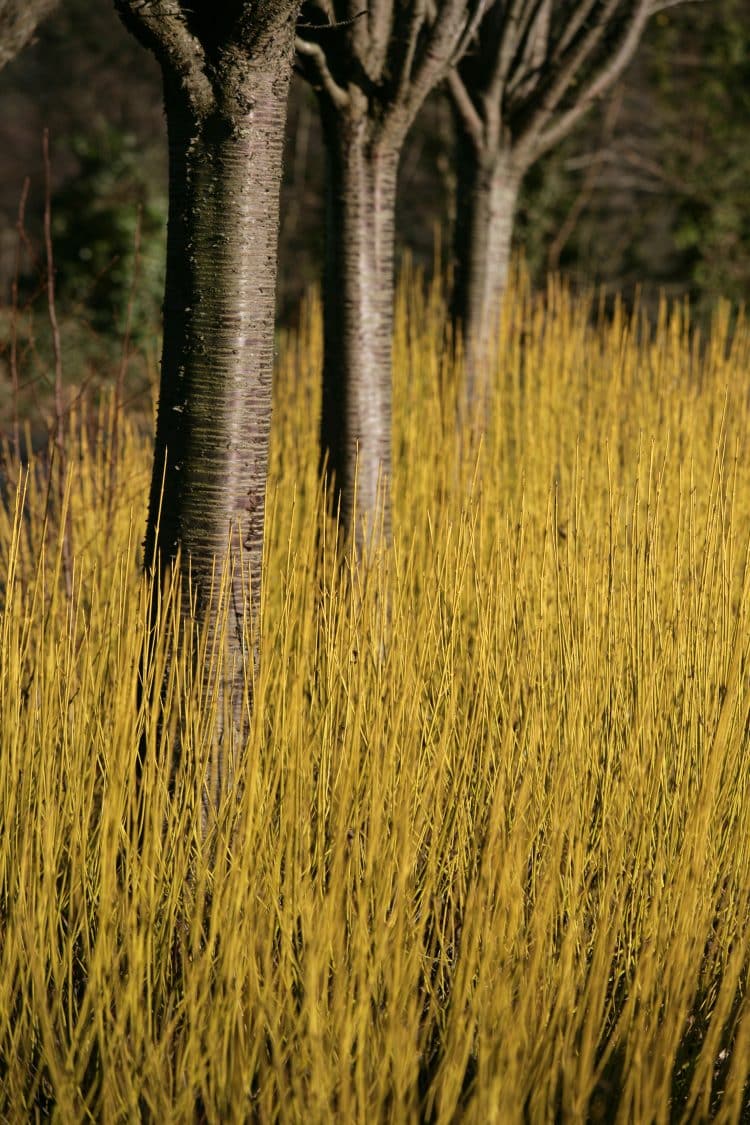 DOGWOOD HEDGING PLANTS