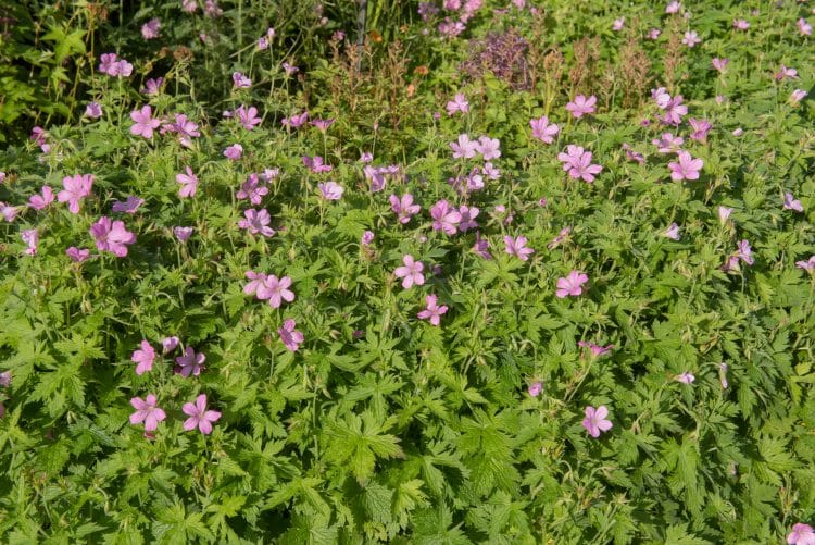 GERANIUM WARGRAVE PINK USED AS GROUND COVER PLANTS