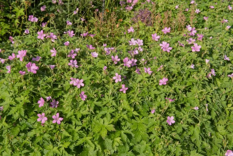 Geranium Wargrave Pink X Oxonianum Hopes Grove Nurseries Geranium Wargrave Pink X, Pink Ground Cover Plants Uk