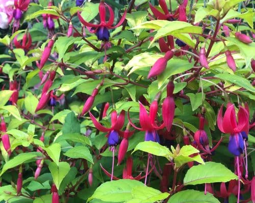GOLDEN FOLIAGE AND FLOWERS OF A HARDY FUCHSIA HEDGING SHRUB