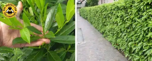 LAUREL CAUCASICA HEDGING PLANTS AND SHRUBS