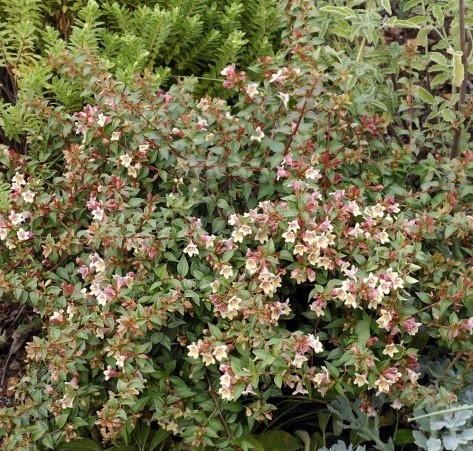 ABELIA GRANDIFLORA SUNNY CHARMS SHRUB GROWING IN A FLOWER BED