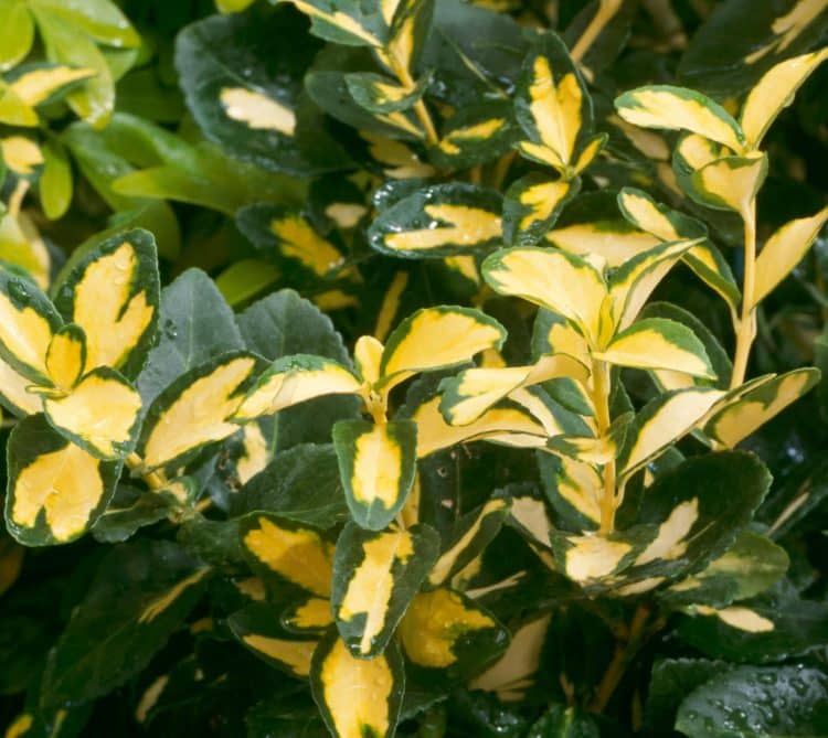 EUONYMUS BLONDY HEDGING PLANT FOLIAGE DETAIL