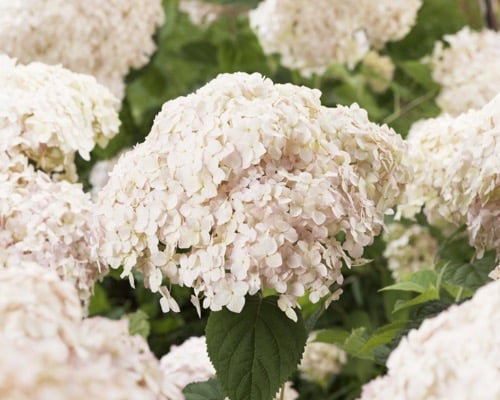 LARGE FLOWERS OF HYDRANGEA CANDYBELLE MARSHMALLOW