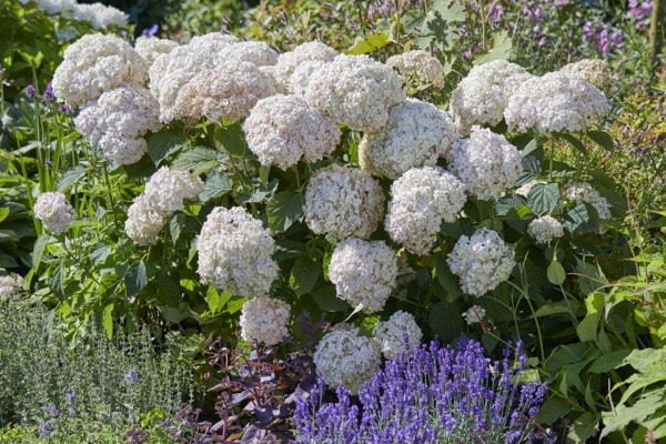 MANY FLOWERHEADS ON A HYDRANGEA CANDYBELLE MARSHMALLOW SHRUB GROWING IN A GARDEN