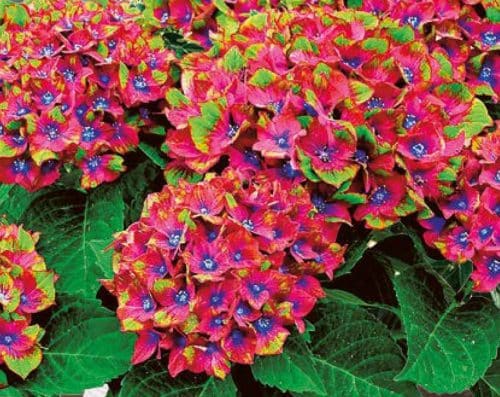 Hydrangea Glam Rock Schloss Wackerbath Hedging Hopes Grove Nurseries