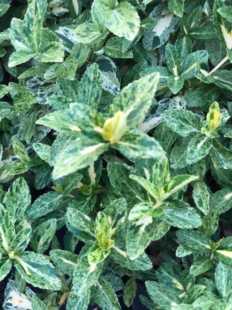 EUONYMUS GOLDEN HARLEQUIN GROWING ON THE NURSERY
