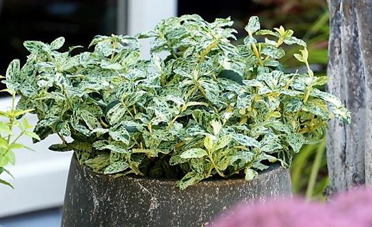 EUONYMUS FORTUNEI GOLDEN HARLEQUIN PLANT IN A CONTAINER