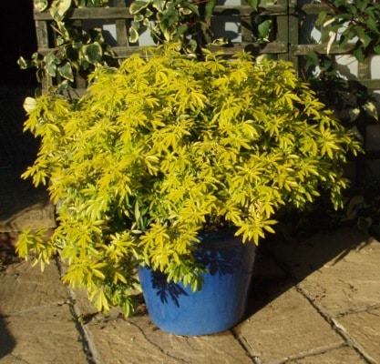 CHOISYA GOLDFINGERS SHRUB GROWING IN A CONTAINER