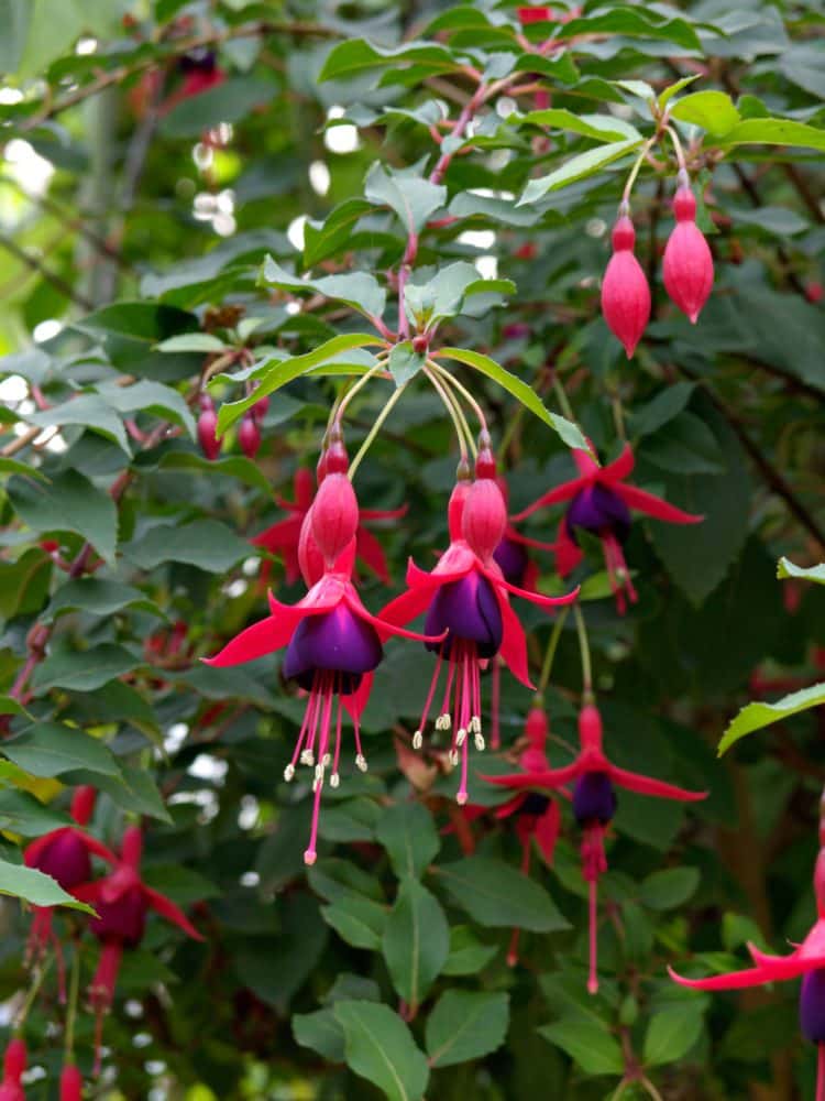 RED AND VIOLET FLOWERS ON A HARDY FUCHSIA HEDGE