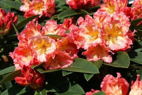 RHODODENDRON SUN FIRE PLANT IN FLOWER
