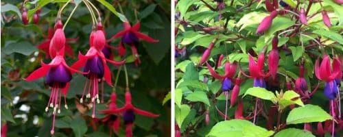 HARDY FUCHSIA HEDGING PLANTS AND SHRUBS
