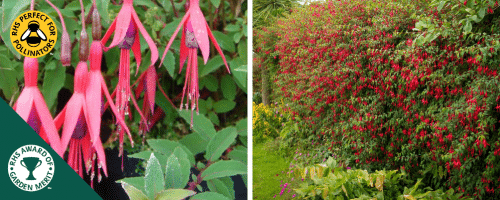 FUCHSIA MAGELLANICA RICCARTONII HEDGING PLANTS AND SHRUBS