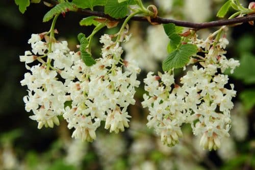 Flowering Currant Somerset White Hedging