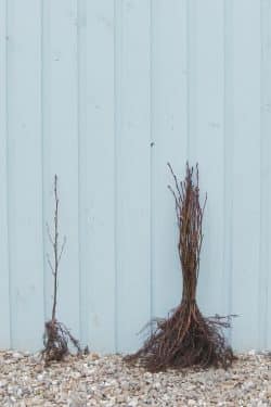 Alder Common Bare Root Hedging 40-60cm 18-24in