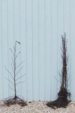 Alder Common Bare Root Hedging 90-120cm 36-48in