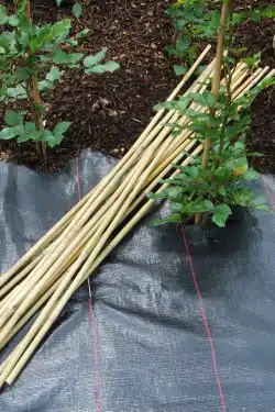 Bamboo Canes  4ft/120cm Individual canes